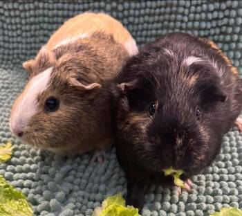 Rescue Guinea Pig Guinea Pigs for Adoption - Bebe & Daisy | PetCurious